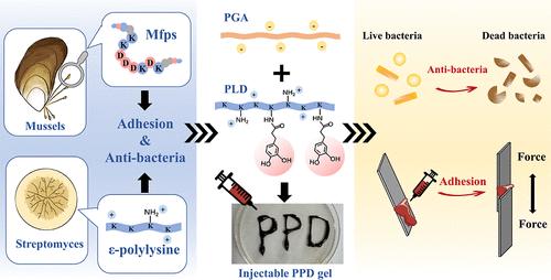 Mussel-Mimicking Sustainable Protein-Based Biogel, a Potential Alternative to Chemical Adhesives