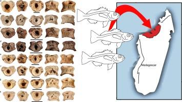 Late Cretaceous invasion of Madagascan fresh waters by percomorph fishes (Teleostei: Acanthomorpha)