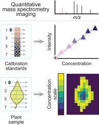 Quantitative ambient mass spectrometry imaging in plants: A perspective on challenges and future applications