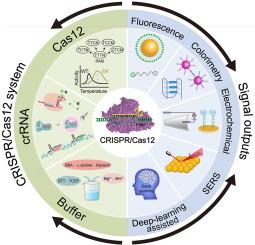 Engineering CRISPR/Cas12-based biosensors: Recent advances and future perspectives