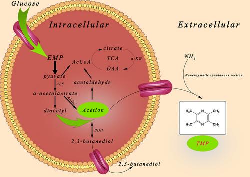 Tetramethylpyrazine in Vinegar: A Bibliometric Analysis and Synthetic Mechanism