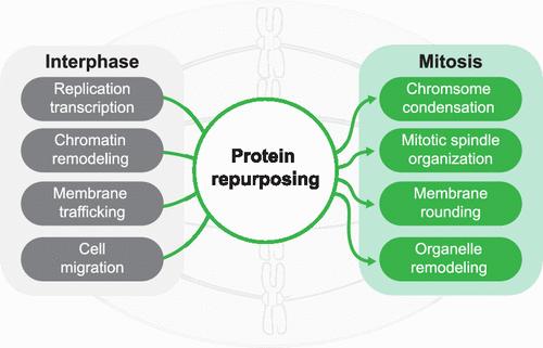 Multitasking Proteins: Exploring Noncanonical Functions of Proteins during Mitosis