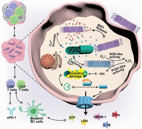 In Situ Generation of Pyroptosis Inducer Mediated by Intracellular Labile Copper Pool for Safe and Robust Antitumor Immunotherapy