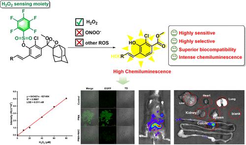 A Novel Adamantane-Dioxetane-Based Chemiluminescent Probe for Highly Selective and Sensitive Bioimaging of Hydrogen Peroxide In Vitro and In Vivo