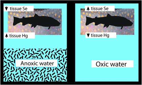 Climate-Driven Deoxygenation of Lakes Alters the Nutrient-Toxin Profile of a Food Fish