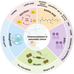 Metabolic reprogramming of drug resistance in pancreatic cancer: mechanisms and effects