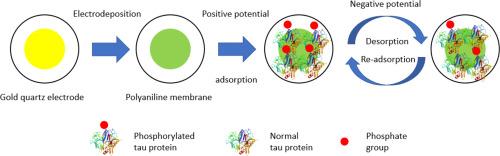 Electrochemical modulation of tau protein phosphorylation levels with biomimetic polyaniline membranes