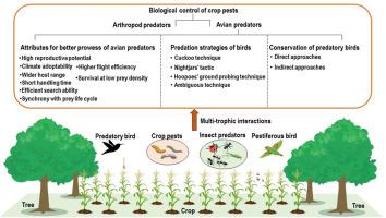 Predatory birds in agroforestry: Dawn of a new era for biological control from multitrophic interactions