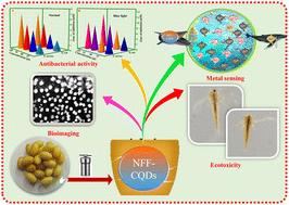 Synthesis of carbon quantum dots from neem fruit flesh for dual metal sensing, bioimaging, and antibacterial applications†