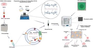 In vitro evaluation of 3D-printed conductive chitosan–polyaniline scaffolds with exosome release for enhanced angiogenesis and cardiomyocyte protection†