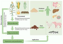 Extraction, purification, structural characterization and bioactivity of maize oligosaccharides: a review†