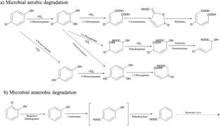 A review of enhancement of chlorophenol bioremediation using synergistic effects between zero-valent iron and microorganisms