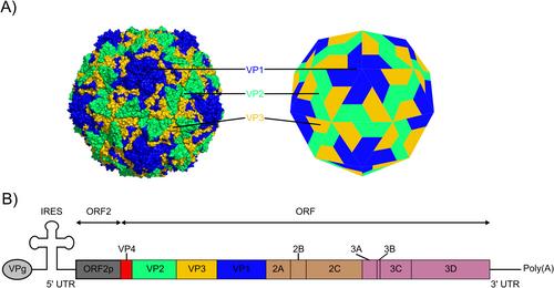 Enteroviruses in Water: Epidemiology, Detection and Inactivation