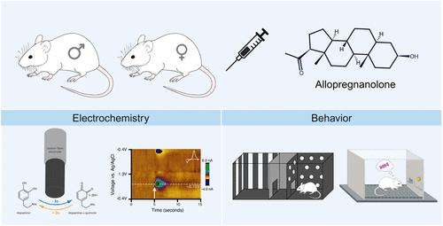 Allopregnanolone Regulation of Phasic Dopamine Release and Motivated Behavior