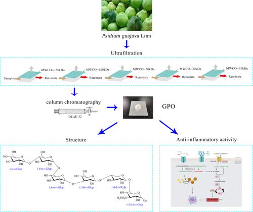 Structural Characterization and Anti-Inflammatory Effects of Oligosaccharides in Psidium guajava Linn.