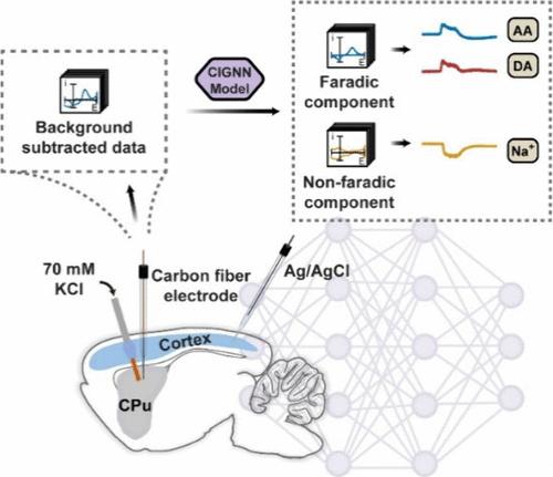 A Chemistry-Informed Generative Deep Learning Approach for Enhancing Voltammetric Neurochemical Sensing in Living Mouse Brain
