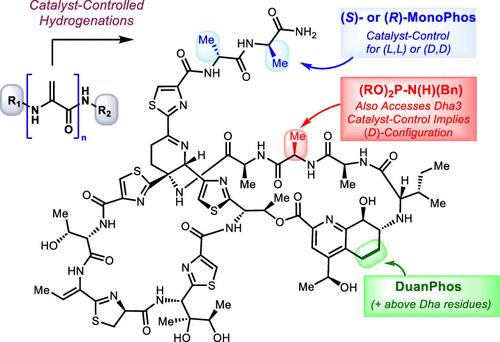 Catalyst-Controlled Site-Selective and Epimer-Selective Hydrogenations of Thiostrepton