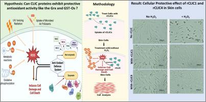 Exogenously added recombinant CLIC proteins provide antioxidant protection to cells in culture