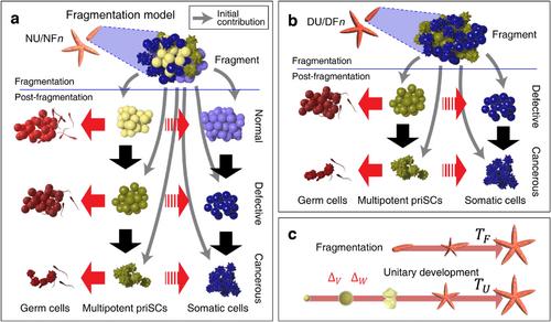 Vertical Cancer Transmission via Asexual Fragmentation and Associated Cancer Prevalence