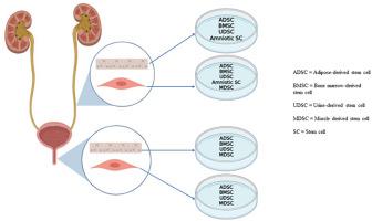 Stem cell therapy for urethra and ureter tissue engineering: A systematic literature review on animal studies