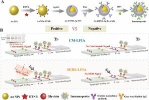 Multifunctional au-DTNB-ag nanoparticles immunoprobes based on color-Raman properties for lateral flow immunoassay detection of Glycinin