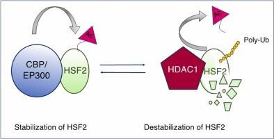 HDAC1 is involved in the destabilization of the HSF2 protein under nonstress and stress conditions