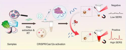 A magnetic CRISPR/Cas12a-SERS nanobiosensor for amplification-free and ultrasensitive detection of norovirus in water and food samples