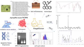 Oxidative stress-induced DNA damage and apoptosis in multiple cancer cell lines: novel anticancer properties of marine Aspergillus oryzae NGM91 extract†