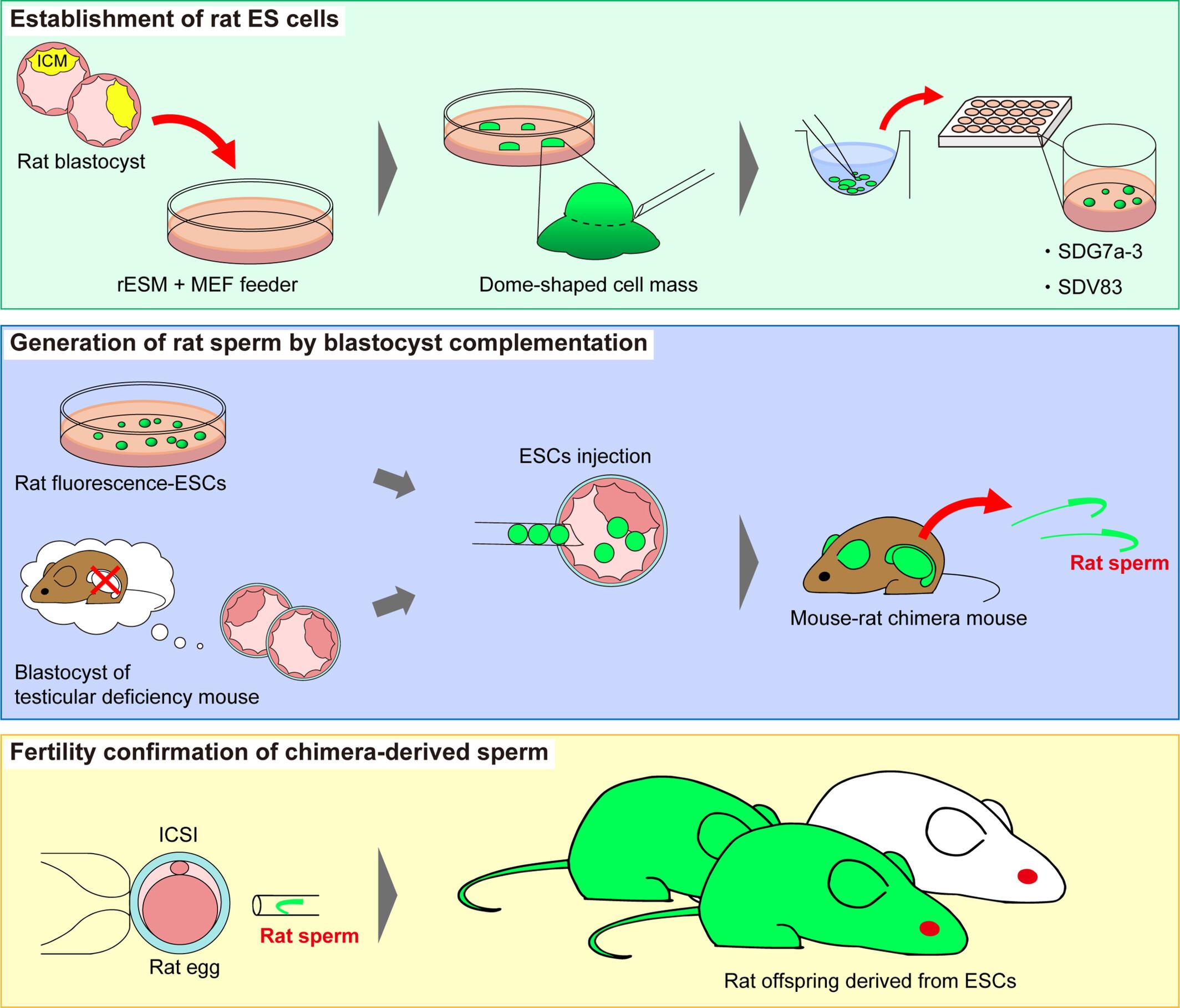 Fertilizable Rat Sperm Is Generated in Mice Using Blastocyst Complementation: An Efficient Method for Producing Rats With ES Cell Traits
