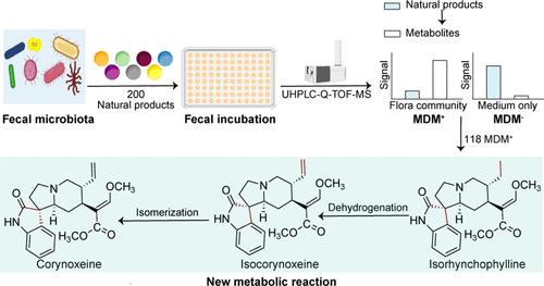 Gut Microbiome-Derived Metabolism Screen System Reveals Dehydrogenation Metabolism of Isorhynchophylline