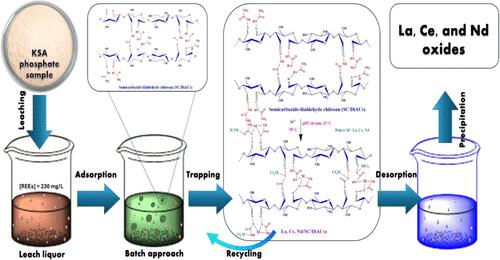 Dialdehyde Chitosan/Semicarbazide Synthesis for Lanthanum, Cerium, and Neodymium Ions Recovery from Phosphate Leachate