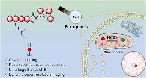 Ratiometric Covalent Fluorescent Probes for Dynamic Super-Resolution Imaging of Mitochondrial HClO