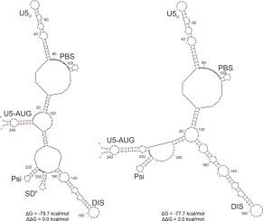 Large-scale prediction shows that the dominant structure of the HIV-1 domain closed by the U5-AUG duplex contains the alternative SDa hairpin, and the domain variant without SD is rare
