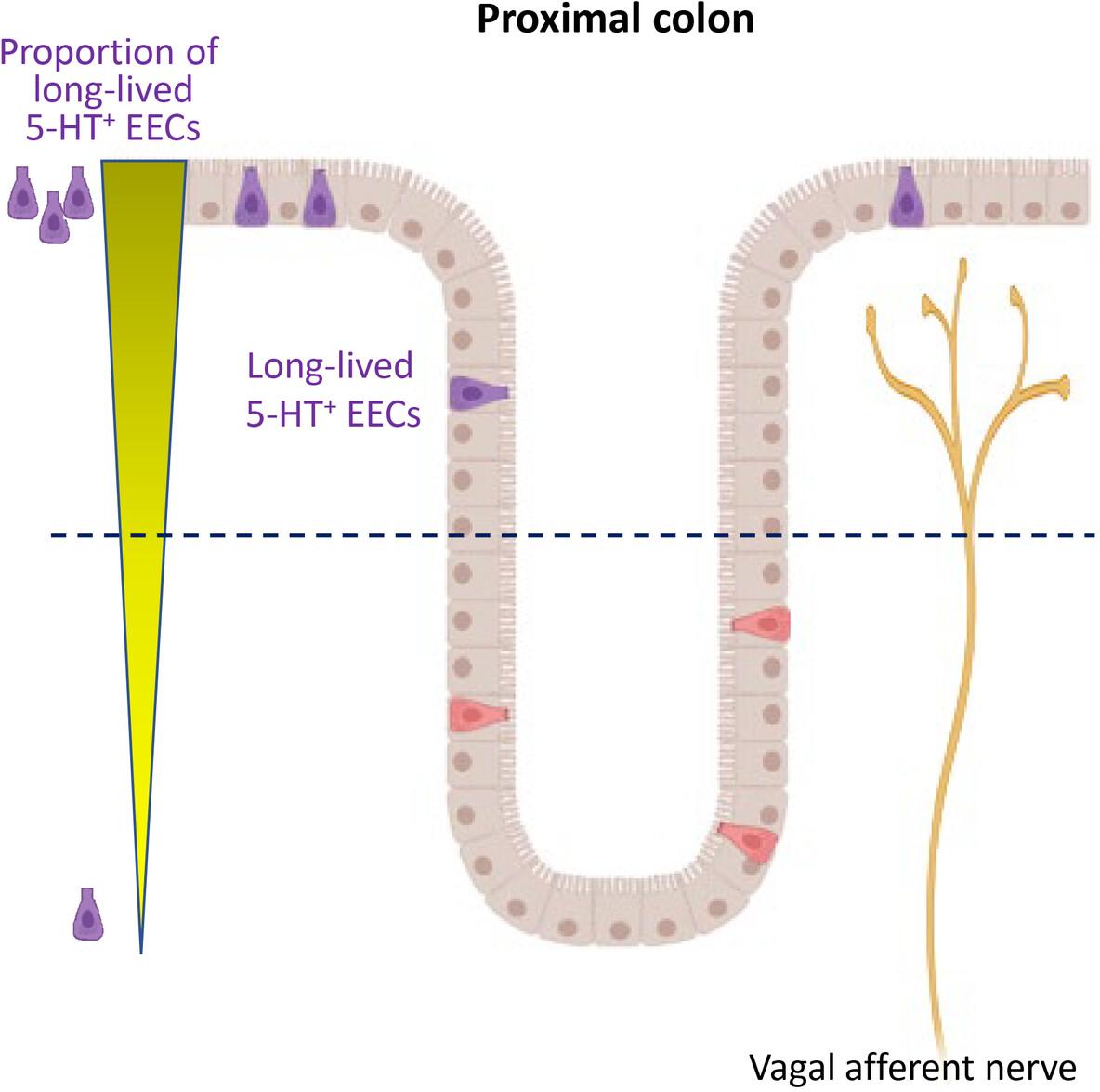 The long-term survival of enteroendocrine cells depends on their subtype and is linked to peripheral sensory innervation