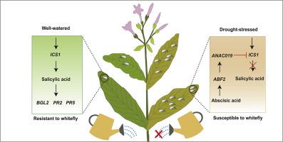 Drought suppresses plant salicylic acid defence against herbivorous insects by down-regulating the expression of ICS1 via NAC transcription factor