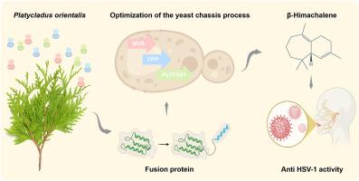 Highly efficient synthesis of the natural product β-himachalene in yeast and its potential as a novel anti-HSV-1 therapeutic agent