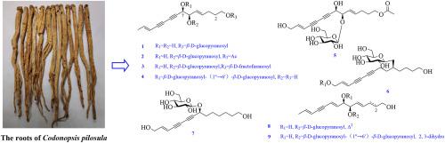 UV-guided separation of polyacetylenol glycosides from the edible roots of Codonopsis pilosula and their anti-inflammatory activity