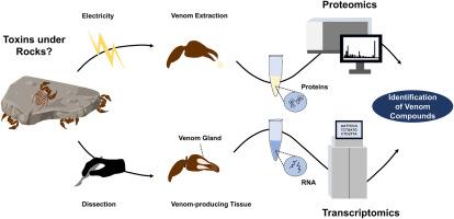 Toxins under a Rock: Proteo-transcriptomic analysis reveals the venom composition of the Pseudoscorpion Ammogarypus lawrencei (Pseudoscorpiones: Garypidae)