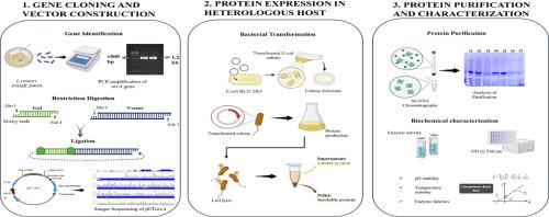 Molecular cloning and enzymatic characterization of arginine deiminase (LrADI) from Limosilactobacillus reuteri DSM 20016: A candidate for cancer metabolic therapy