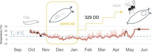 Investigating the overwintering strategy of Ganaspis kimorum, a biological control agent of Drosophila suzukii