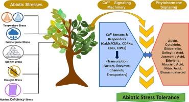 Mastering the plant growth symphony: The interplay between calcium sensing machinery and phytohormone signaling during abiotic stress