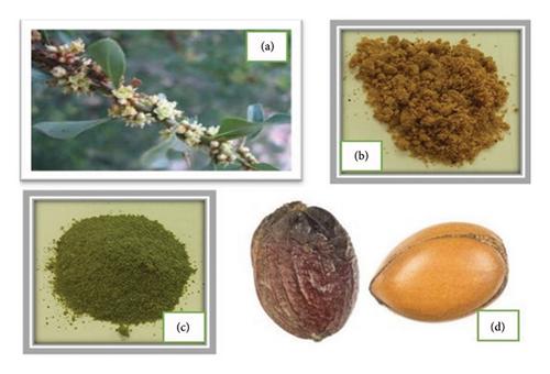 Bioactive Compounds From Argania spinosa (L.) Skeel: Extraction, Phytocomplex Characterization, and Biological Activities