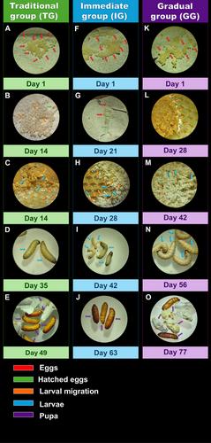 Exploring Strategies for the Development of Galleria mellonella Eggs: Incubation and Activation Methods in Laboratory Rearing