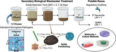 The case for credit: toward a mechanistic model of solids partitioning and virus removal for secondary biological wastewater treatment