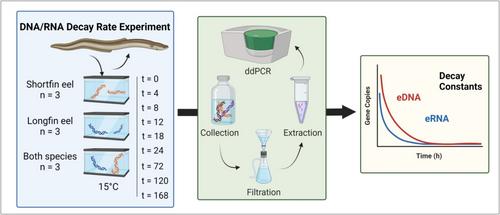 Release and Degradation of Environmental DNA and RNA From Eels in Aotearoa New Zealand