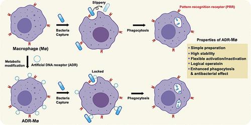 Decoration of Biomimetic DNA Receptors on Macrophages for Precise and Logical Manipulation of Pathogen Predation