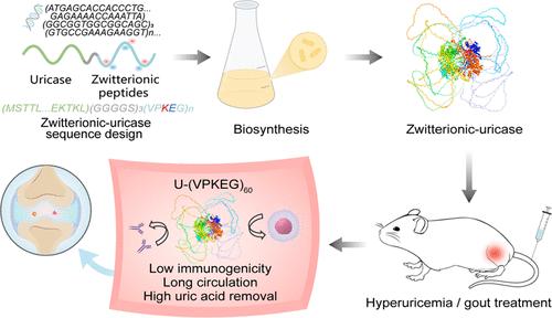 Mitigating Uricase Immunogenicity through Zwitterionic Peptide Fusion for Enhanced Gout Therapy