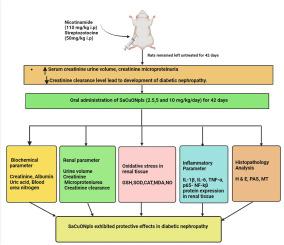 Syzygium aromaticum loaded copper oxide nanoparticles ameliorates diabetic nephropathy by diminishing oxidative stress and inflammatory responses in Wistar rats