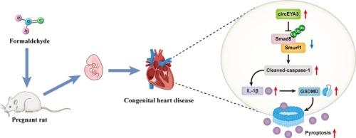 Loss of circular EYA3 attenuates formaldehyde-induced cardiomyocyte pyroptosis and congenital heart defects by regulating Smad5 stability