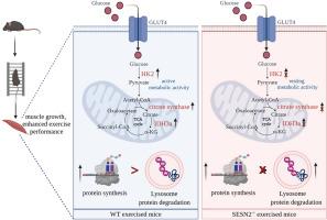 SESN2 mediates resistance training-induced improvements in exercise performance and energy metabolism in C57BL/6J mice